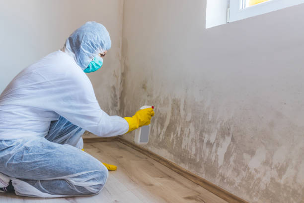 Licensed Attic Mold Remediation service in Columbus, NJ - 24 Hour Mold Removal