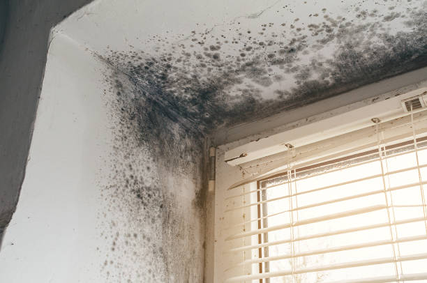 Affordable Attic Mold Remediation solutions in Columbus, NJ